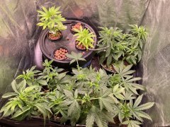 Veg tent