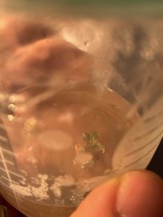 GMO In vitro