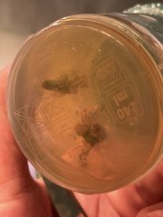 GMO In vitro