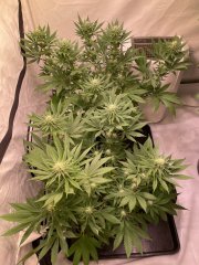 Skunk #1s