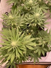 Skunk #1 -#1