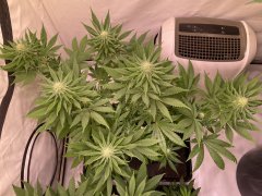 Skunk #1 - #4