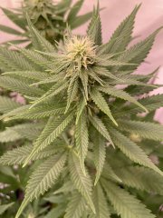 Skunk #1