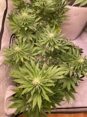 IMG_4848.jpeg