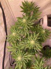 IMG_4849.jpeg