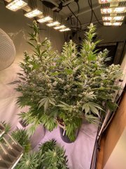 IMG_4852.jpeg