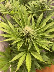 Skunk #1