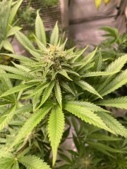 Skunk #1