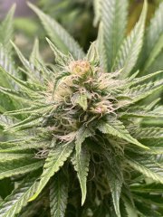 Skunk #1