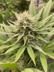 Skunk #1