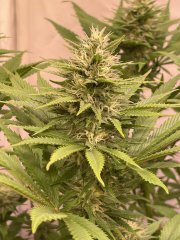 Skunk #1