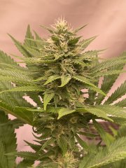 Skunk #1