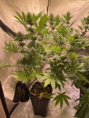 Skunk #1