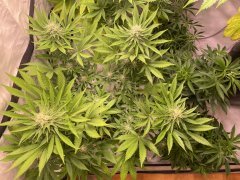Skunk #1