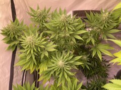 Skunk #1