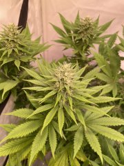 Skunk #1