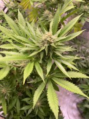 Skunk #1