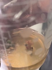 Example de plant contaminé