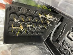 IMG_5474.jpeg