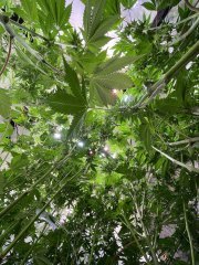 IMG_5480.jpeg