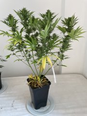 Skunk #1