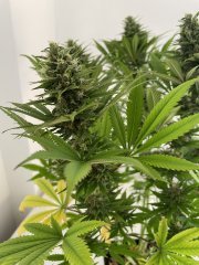 Skunk #1