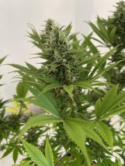 Skunk #1