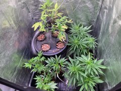 IMG_5599.jpeg