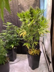 Skunk #1