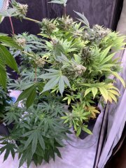 IMG_5657.jpeg