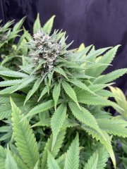 Skunk #1