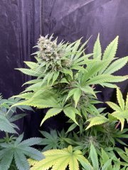 Skunk #1