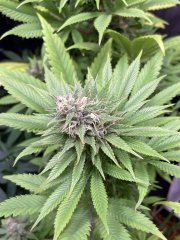 Skunk #1