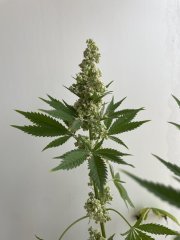 NL#5