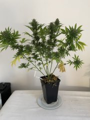 Skunk #1