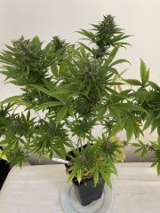 Skunk #1