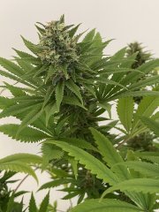Skunk #1