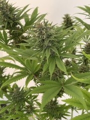 Skunk #1