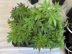 IMG_5716.jpeg