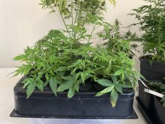IMG_5717.jpeg