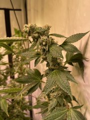 GMO