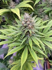 Skunk #1