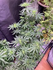 IMG_5728.jpeg