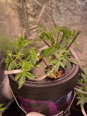 Skunk #1, Rosso Corsa, NL#5