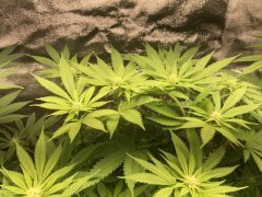 IMG_5739.jpeg