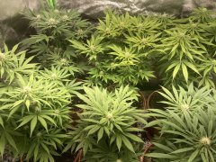 IMG_5762.jpeg