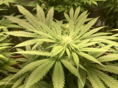 IMG_5765.jpeg