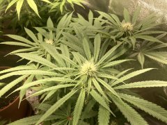IMG_5766.jpeg
