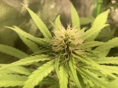 IMG_5774.jpeg