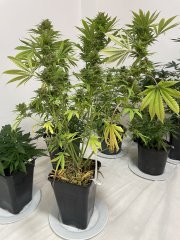 Skunk #1
